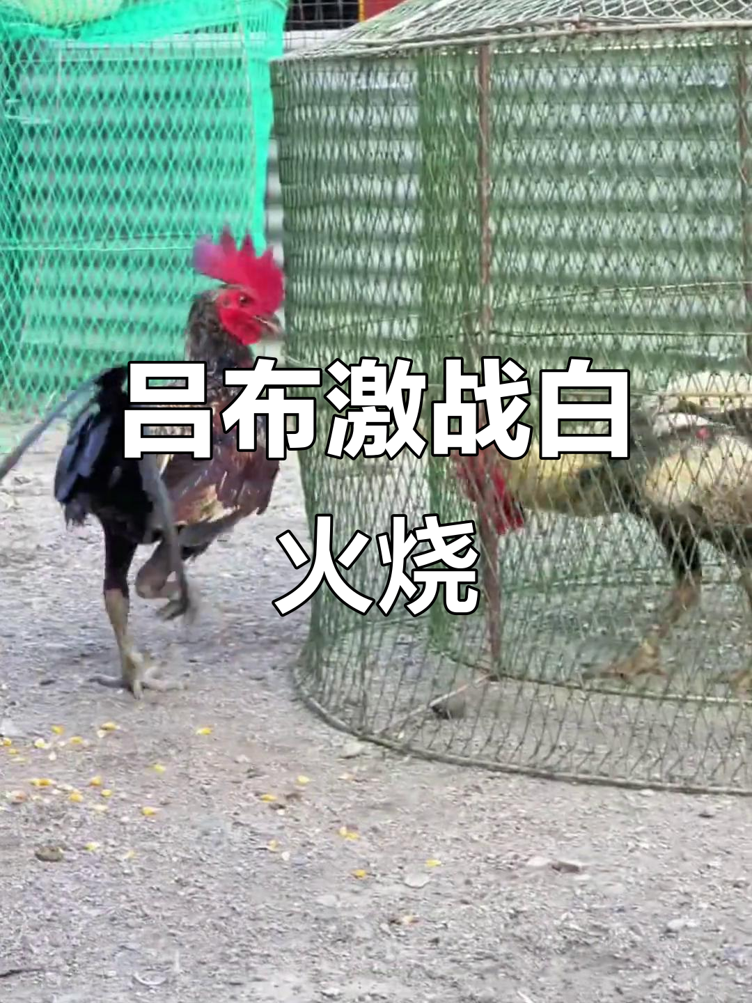 强强对话火药味十足，全力以赴战斗到底的简单介绍